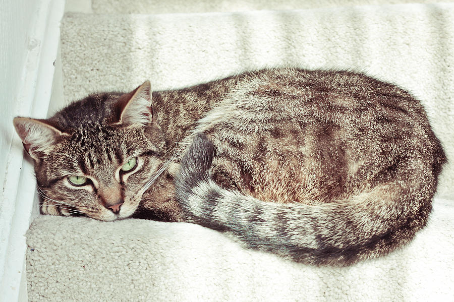 Tabby cat Photograph by Tom Gowanlock