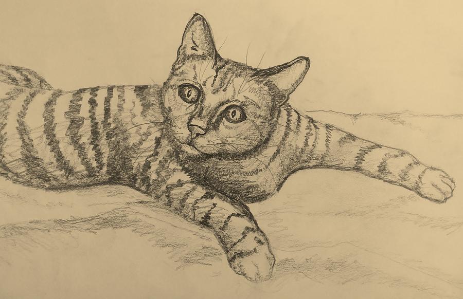 Tabby Drawing by Joan Mace - Fine Art America