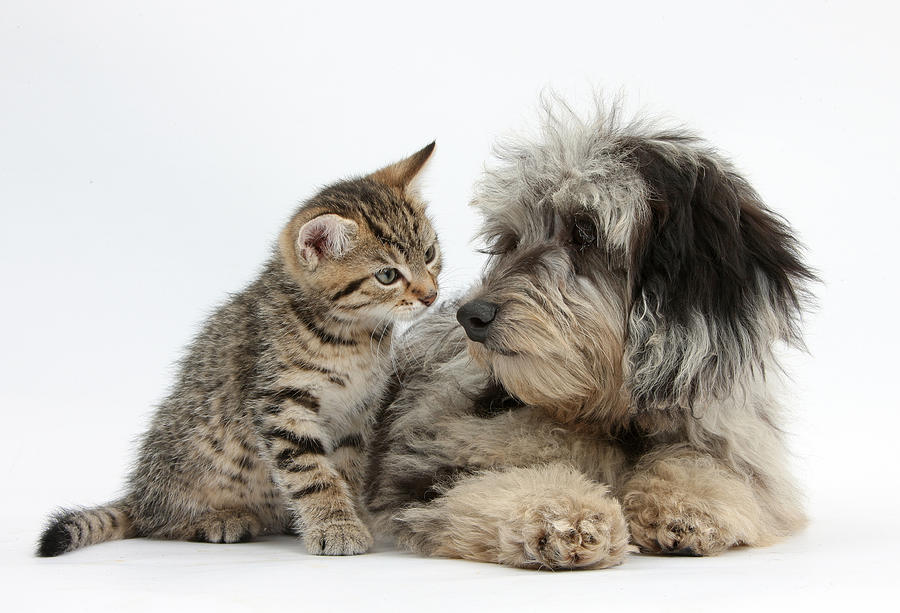 Tabby Kitten And Daxie-doodle Pup Photograph by Mark Taylor