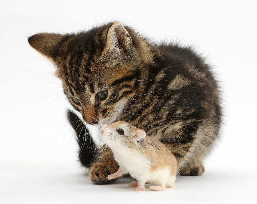 Tabby Kitten And Hamster Photograph by Mark Taylor