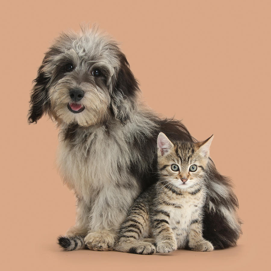 Tabby Kitten And Pup Photograph by Mark Taylor