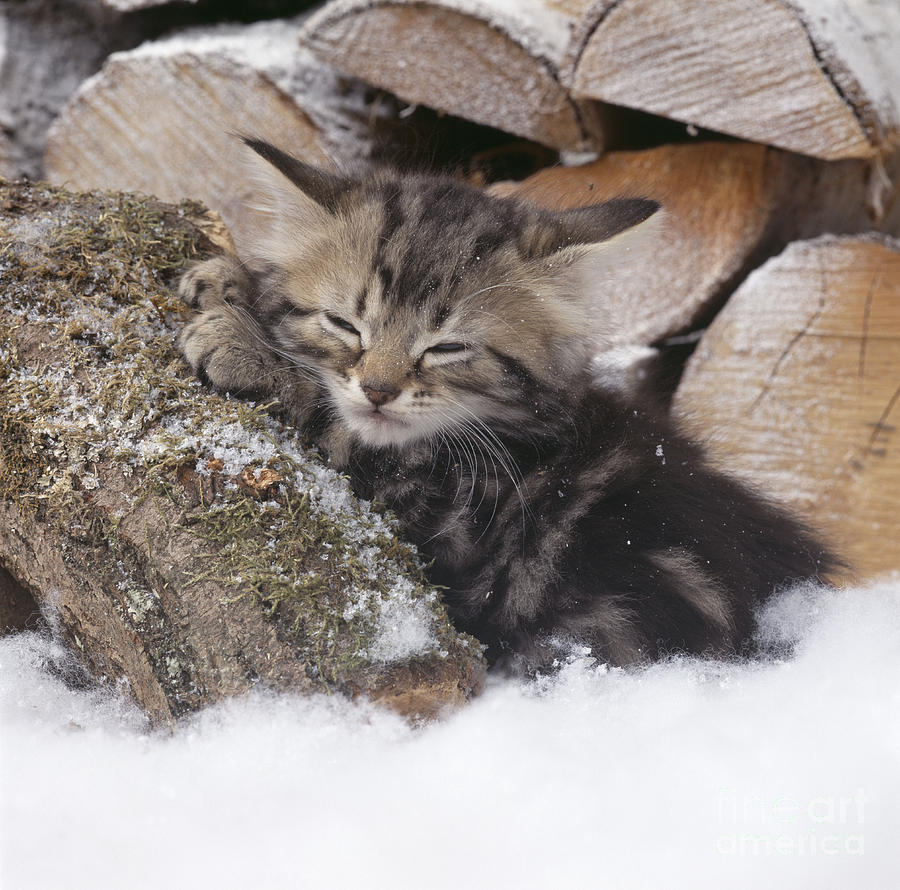 Tabby Kitten Asleep On Logs Photograph by John Daniels