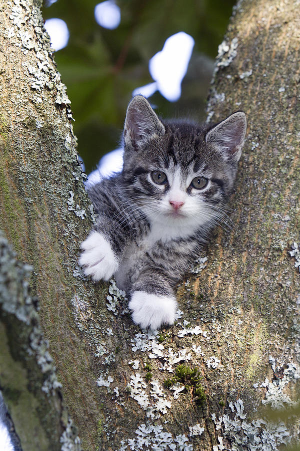 Tabby Kitten In Tree Fork Photograph by Duncan Usher