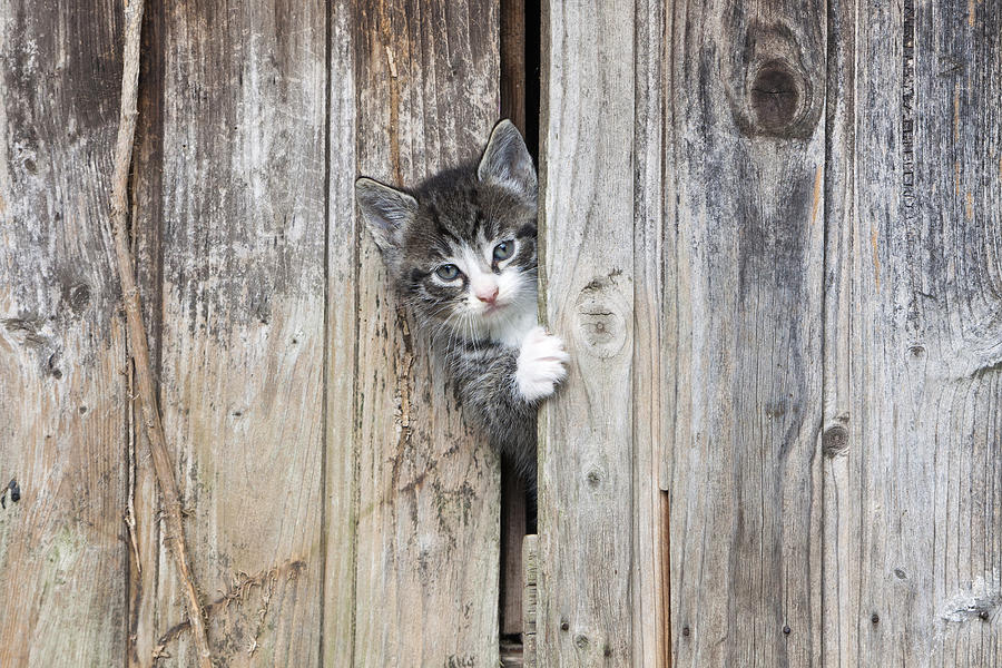 Tabby Kitten Peering From Shed Photograph by Duncan Usher