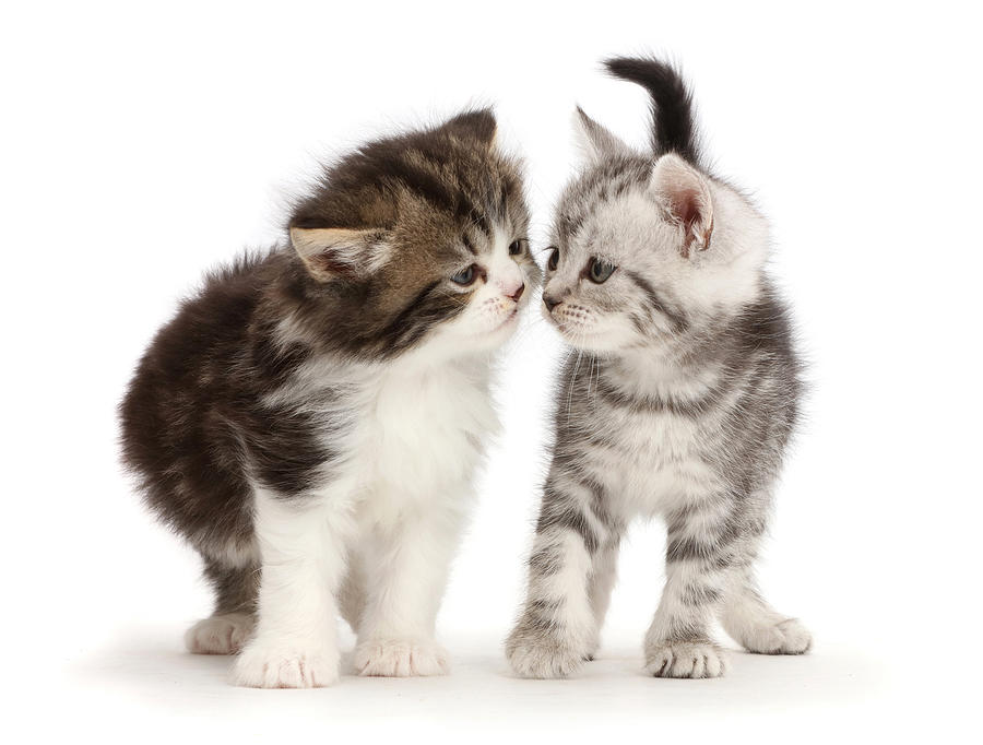 Tabby Kittens, 6 Weeks Old, Kissing Photograph by Mark Taylor