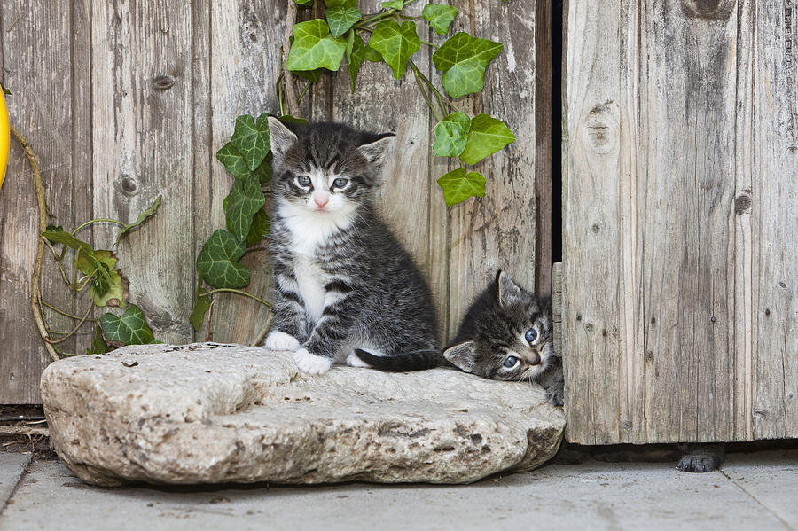 Tabby Kittens Playing Near Garden Shed Photograph by Duncan Usher