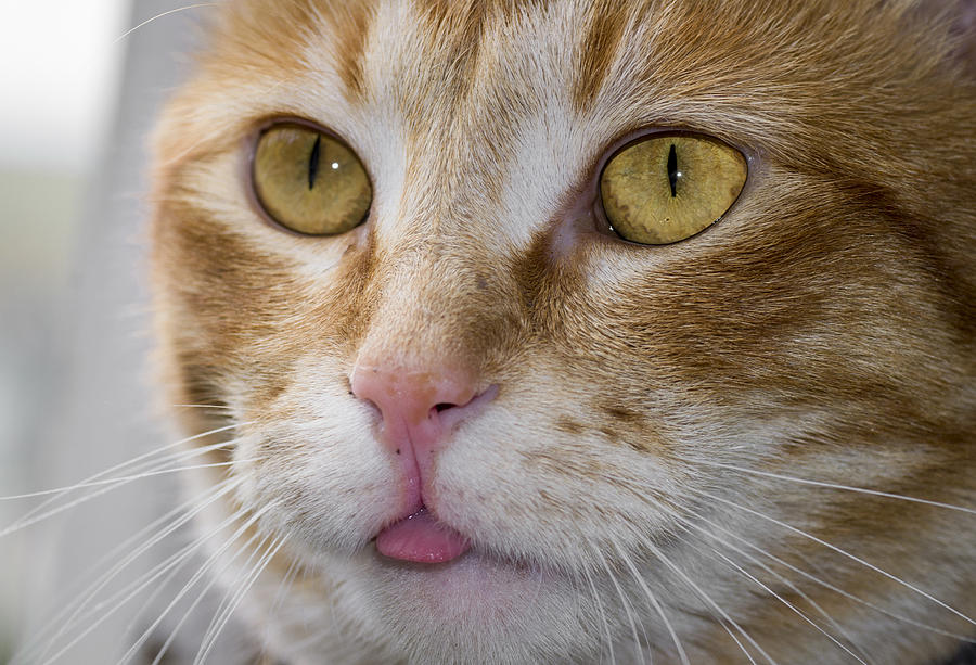 Tabby Tongue Photograph by Melissa Stramel Hunt - Fine Art America