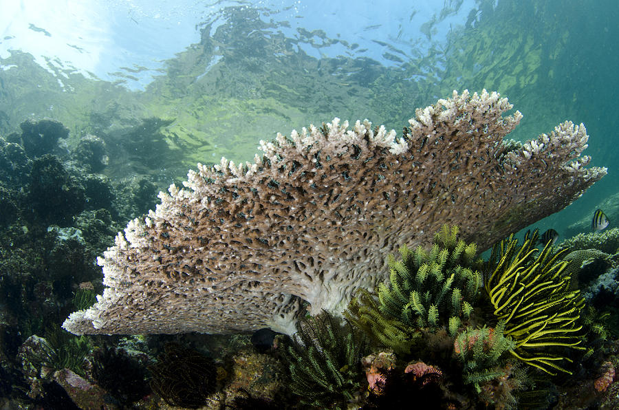 Table Coral In Horseshoe Bay Indonesia Photograph by Colin Marshall