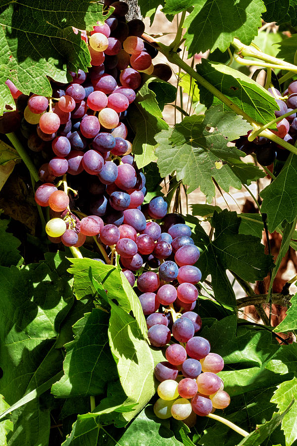 Table Grapes Photograph by Kathleen Bishop