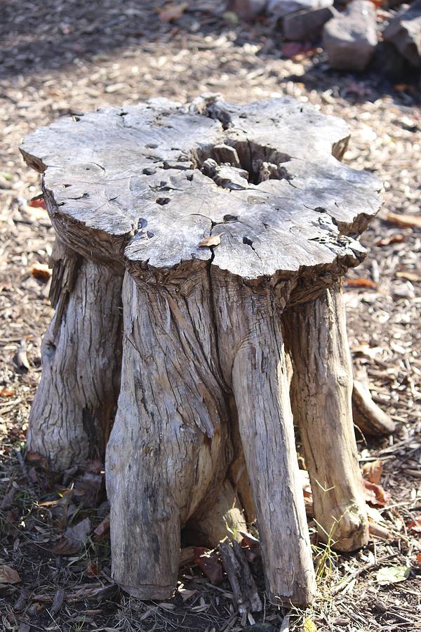 Nature Photograph - Table Root by Anna Willard