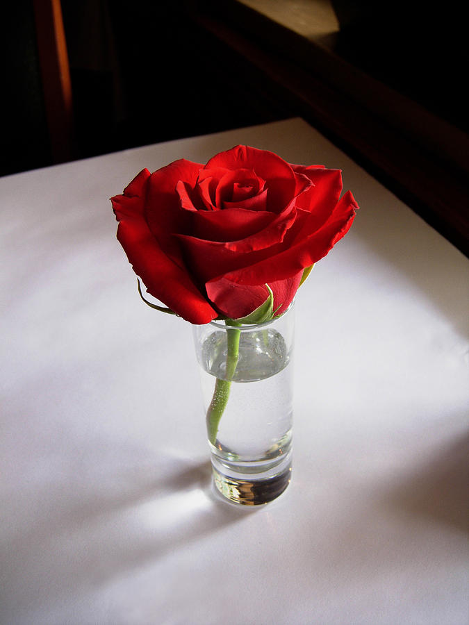 Table Rose Photograph by Joe Ownbey