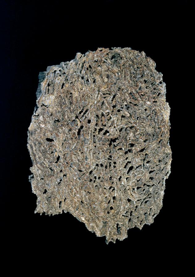 Tabulate Coral Fossil Photograph by Natural History Museum, London/science Photo Library