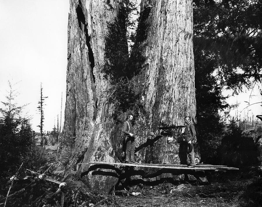 TACKLING a TWIN TREE 1893 Photograph by Daniel Hagerman