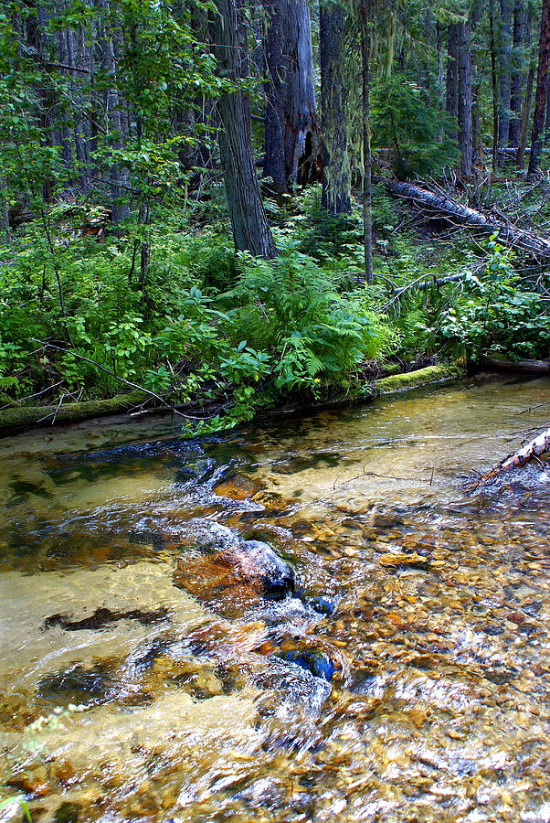 Tacoma Creek 3 Photograph by Ben Upham III