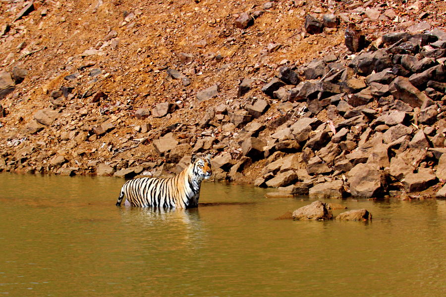 Tadoba Tiger Photograph by Rbb