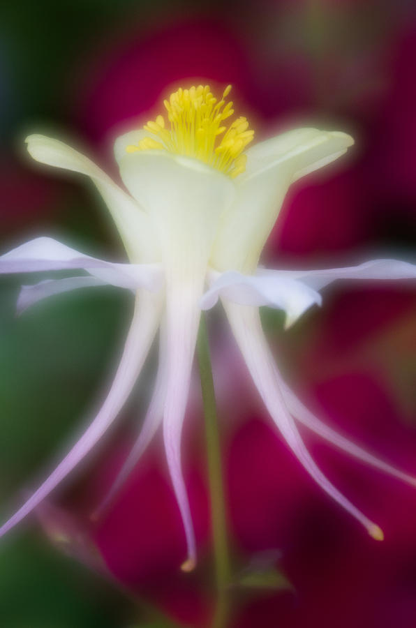 Tadpole Flower Photograph by Greg Nyquist
