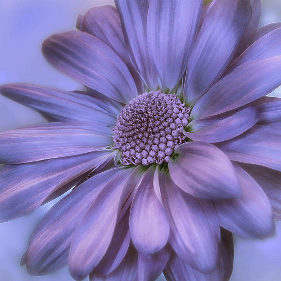 Daisy Photograph - Taffeta and Pearls by Darlene Kwiatkowski