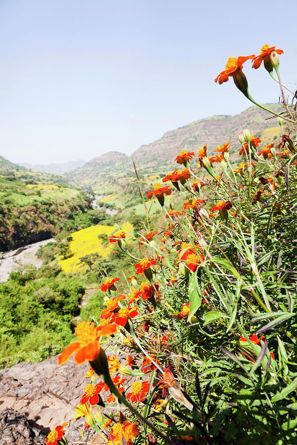 Flowers Still Life Photograph - Tagetes Plants And Landscape, Ethiopia by Martin Zwick
