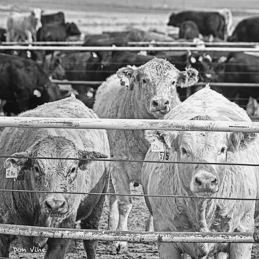 Tagged for Sale BW Photograph by Don Vine