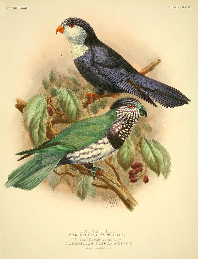 John James Audubon Painting - Tahiti Lory by Dreyer Wildlife Print Collections 