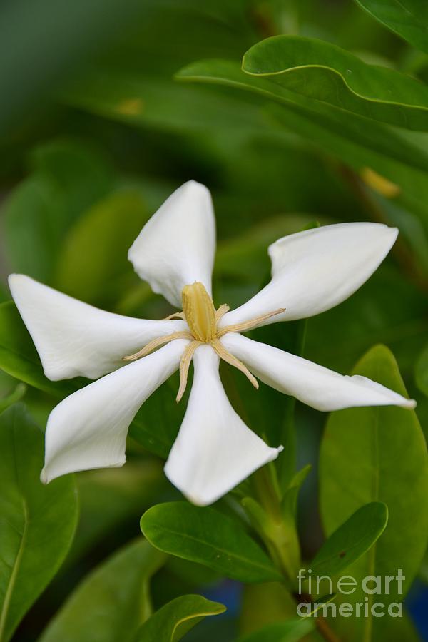 Tahitian Gardenia Photograph by Darla Wood