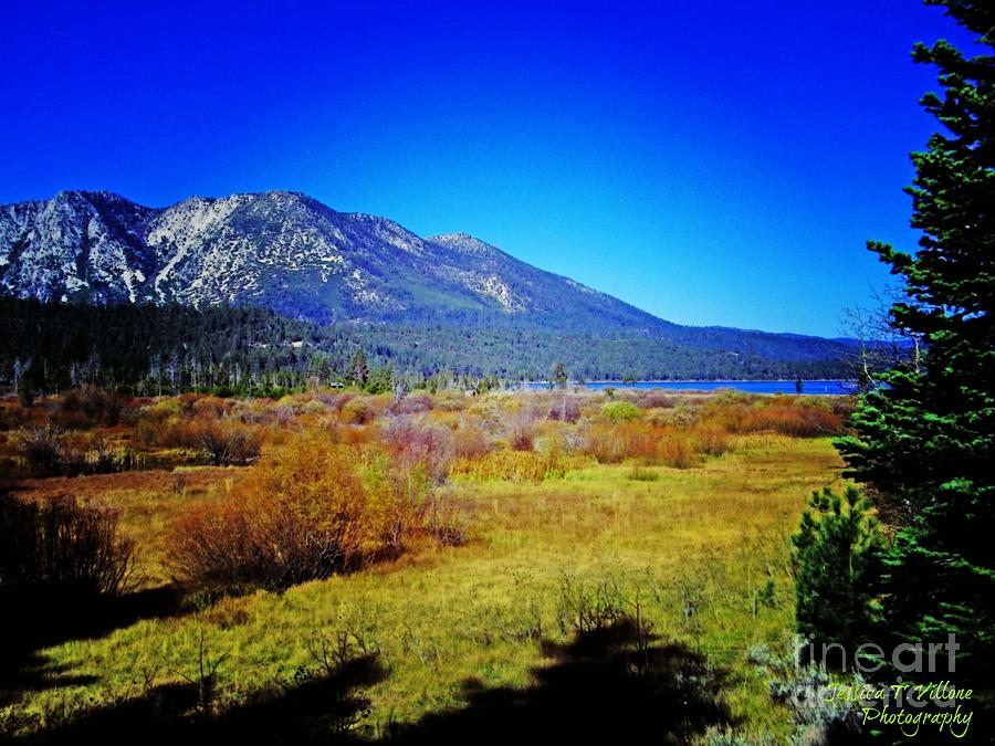 Tree Photograph - Tahoe Area Beauty by Jessica Villone 
