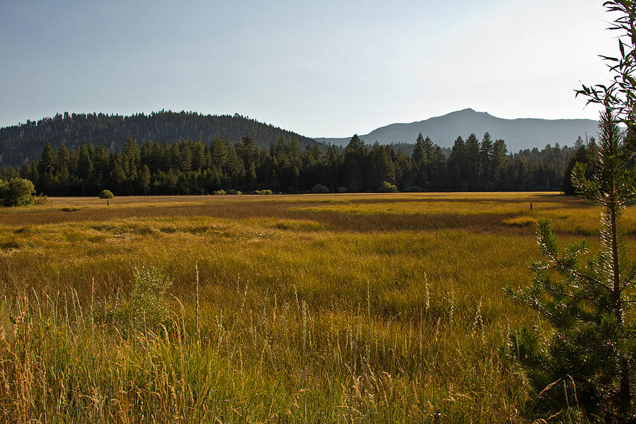 Tahoe Keys Meadow Photograph by Randy Wehner