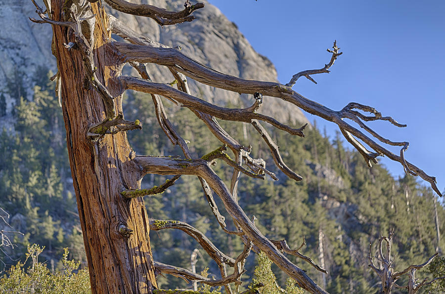 Tahquitz and the Pine Photograph by Scott Campbell