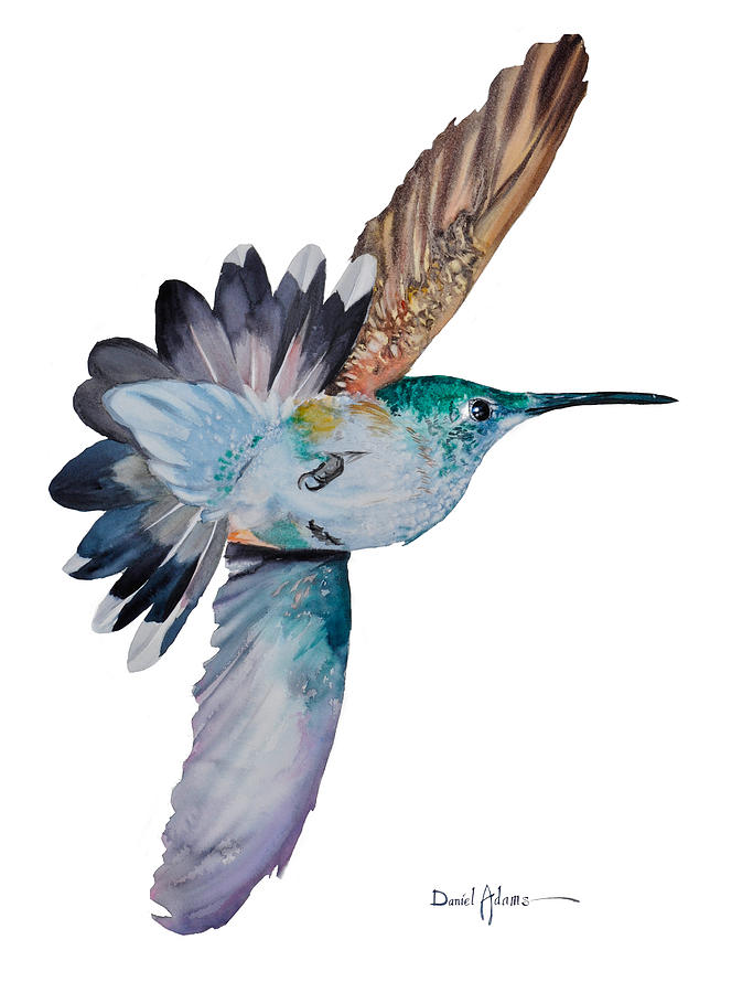 Tai the Hummingbird Painting by Daniel Adams