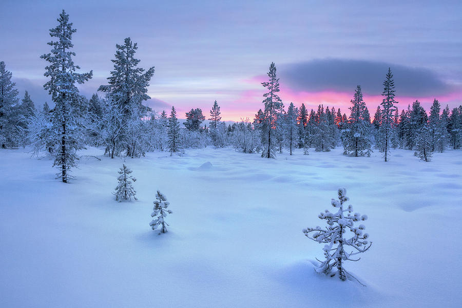 Taiga Forest, Arctic Finland Photograph by Simon J Byrne