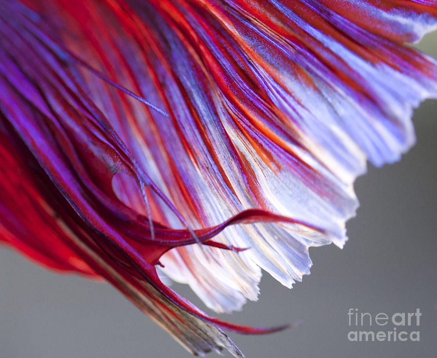 Fish Photograph - Tail Betta Fish by Jennifer Gaida