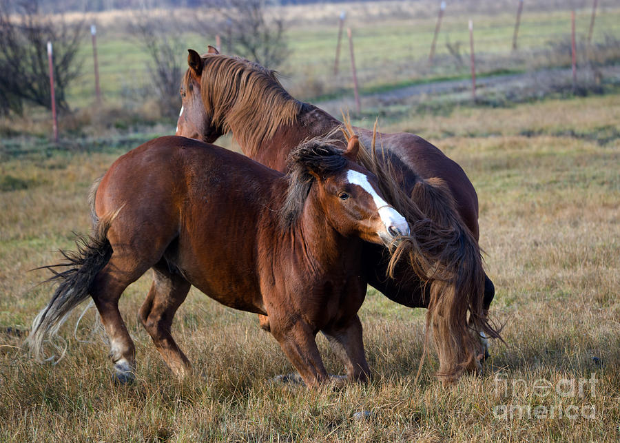 Horse Photograph - Tail Chasing by Michael Dawson