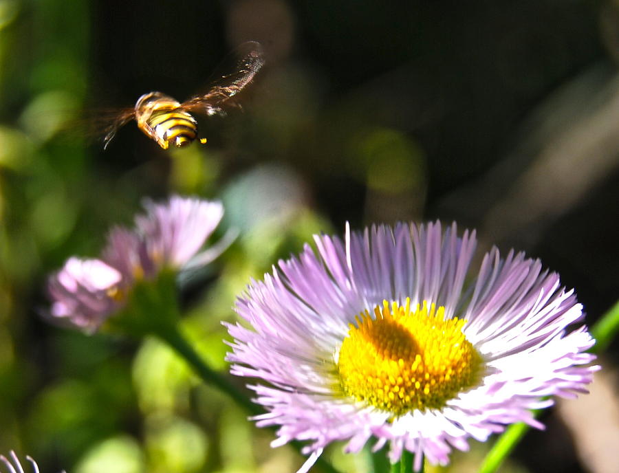 tail-end-photograph-by-shannon-burch-fine-art-america