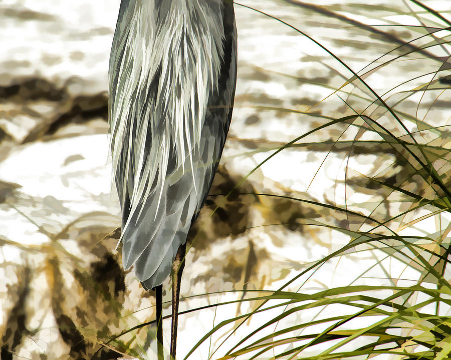 Tail Feathers Photograph by Jerry Nettik