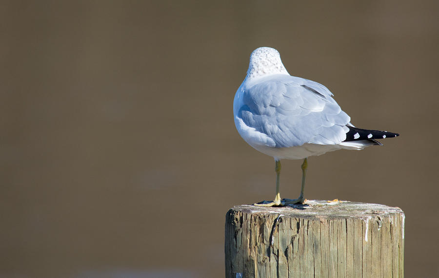 Tail Feathers Photograph by Kathy Liebrum Bailey - Fine Art America