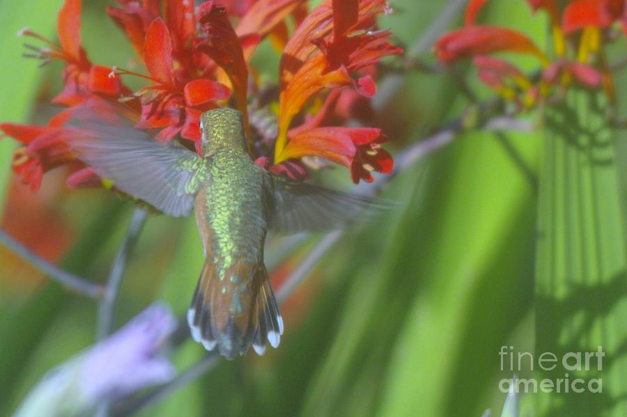 Tail Feathers Of A Humming Bird Photograph