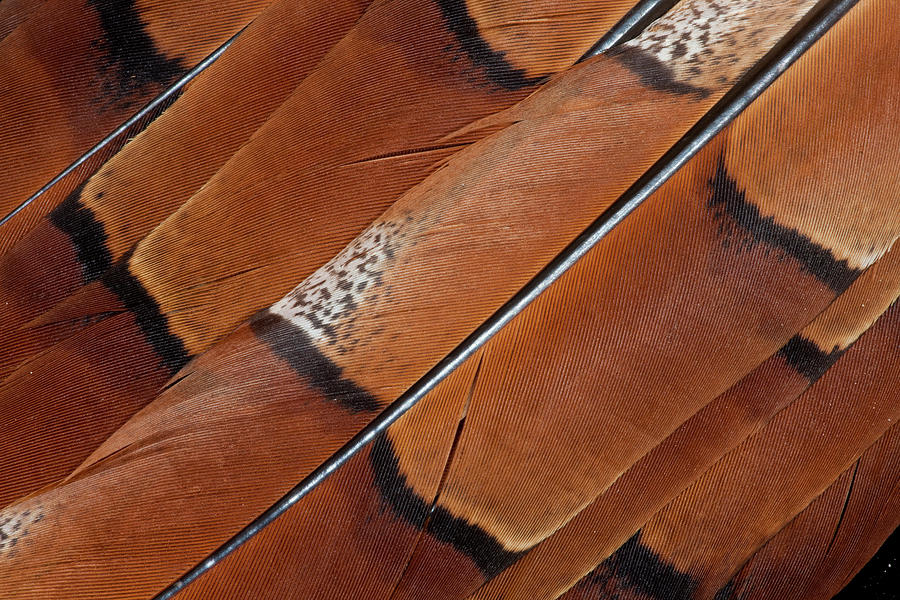 Pheasant Photograph - Tail Feathers Of Copper Pheasant by Darrell Gulin