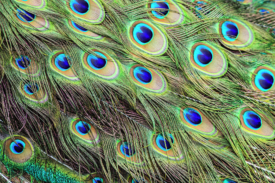 Tail Feathers Of Indian Peacok Photograph by Juan Silva Tail Feathers Of Indian Peacok Photograph by Juan Silva