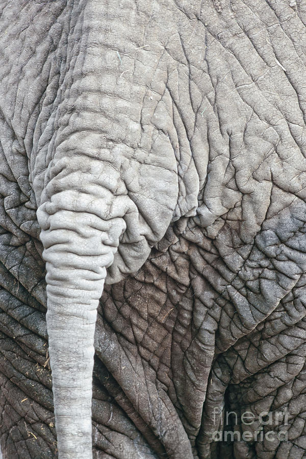 Nature Photograph - Tail of African Elephant by Stephan Pietzko