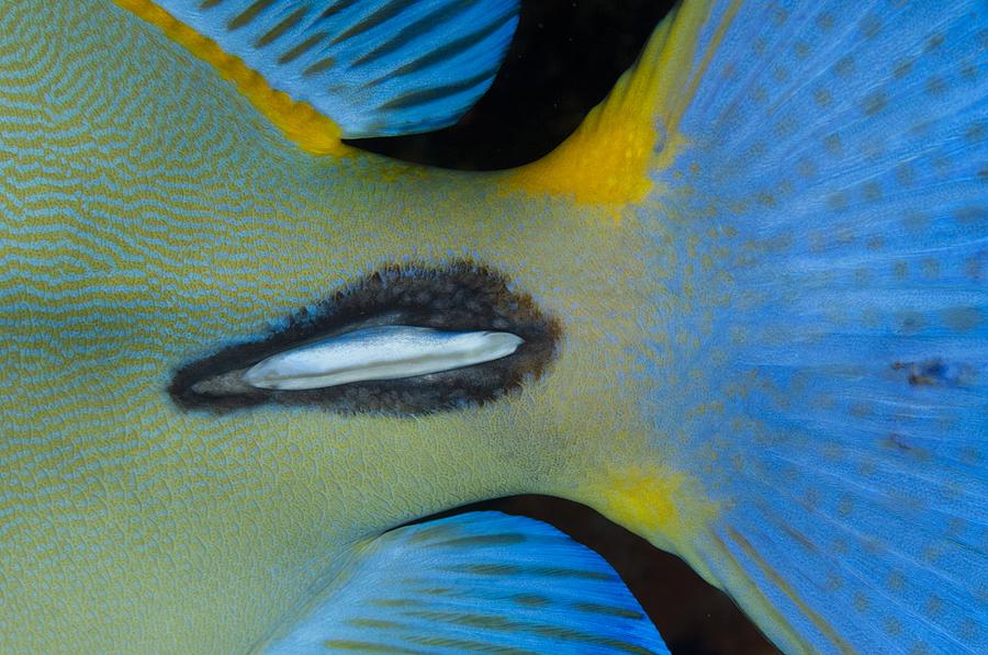 Abstract Photograph - Tail spike of surgeonfish by Science Photo Library