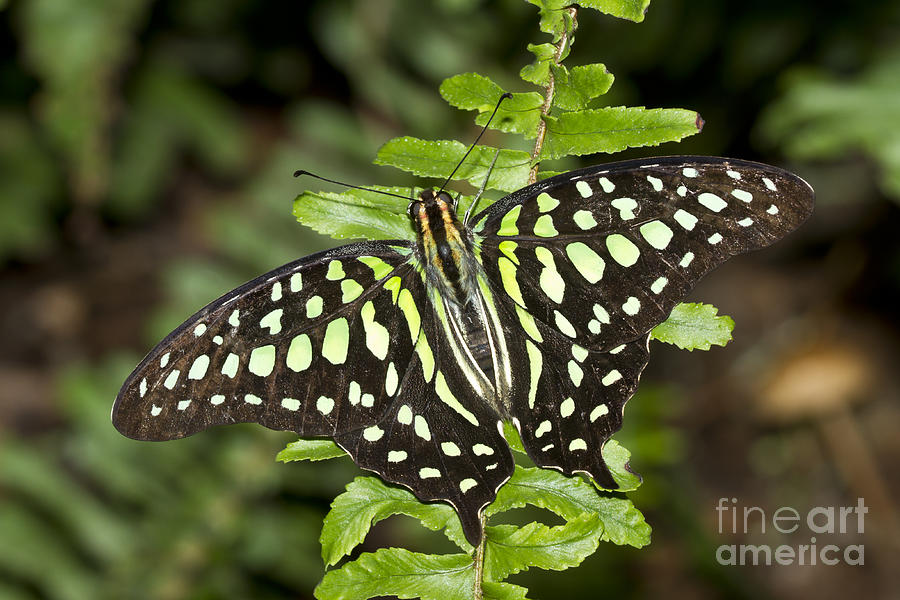Tailed Jay Butterfly  Photograph by Bryan Keil