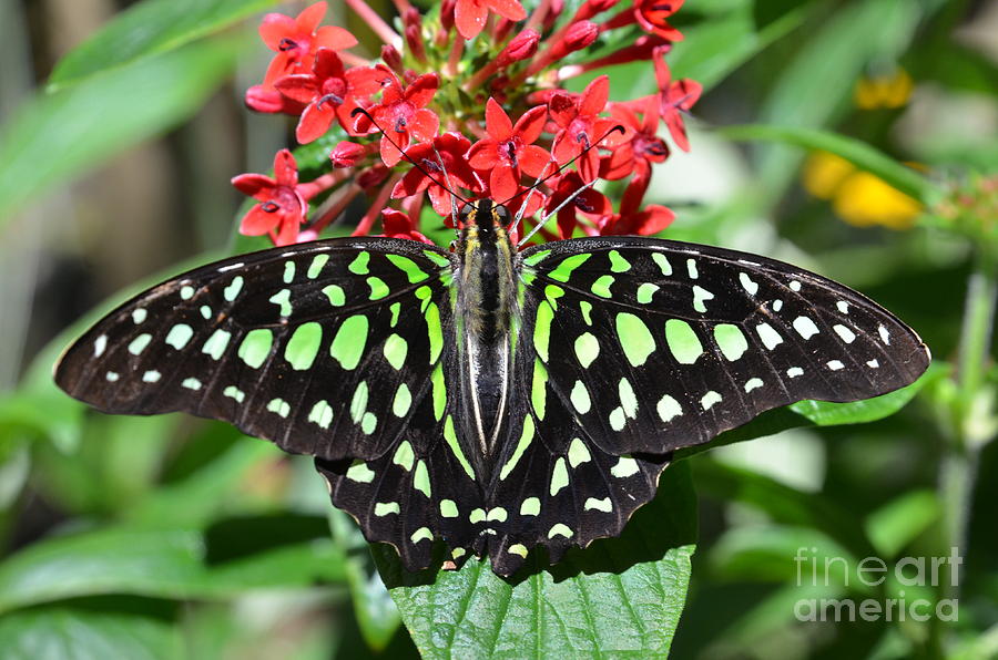 Flower Photograph - Tailed jay Butterfly by AnnaJo Vahle