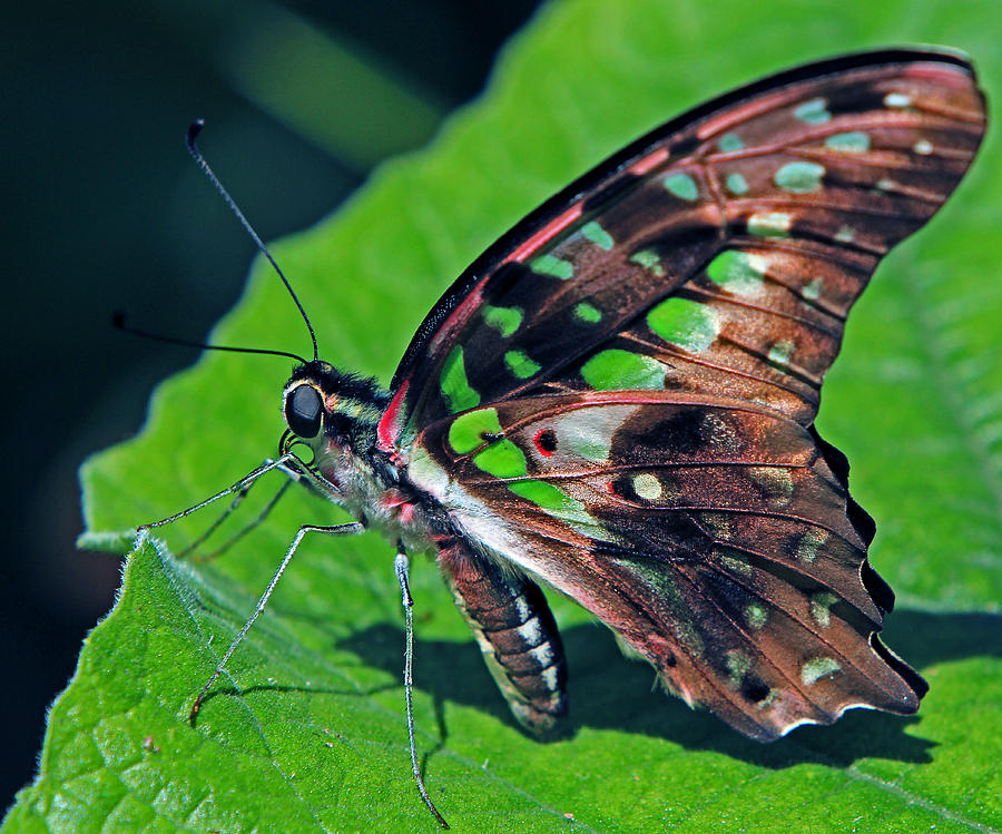 Tailed Jay Butterfly  Photograph by Larry Nieland