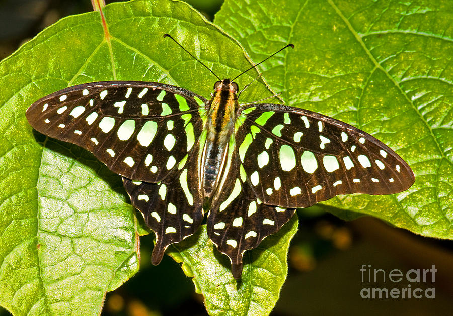 Tailed Jay Butterfly Photograph by Millard H. Sharp