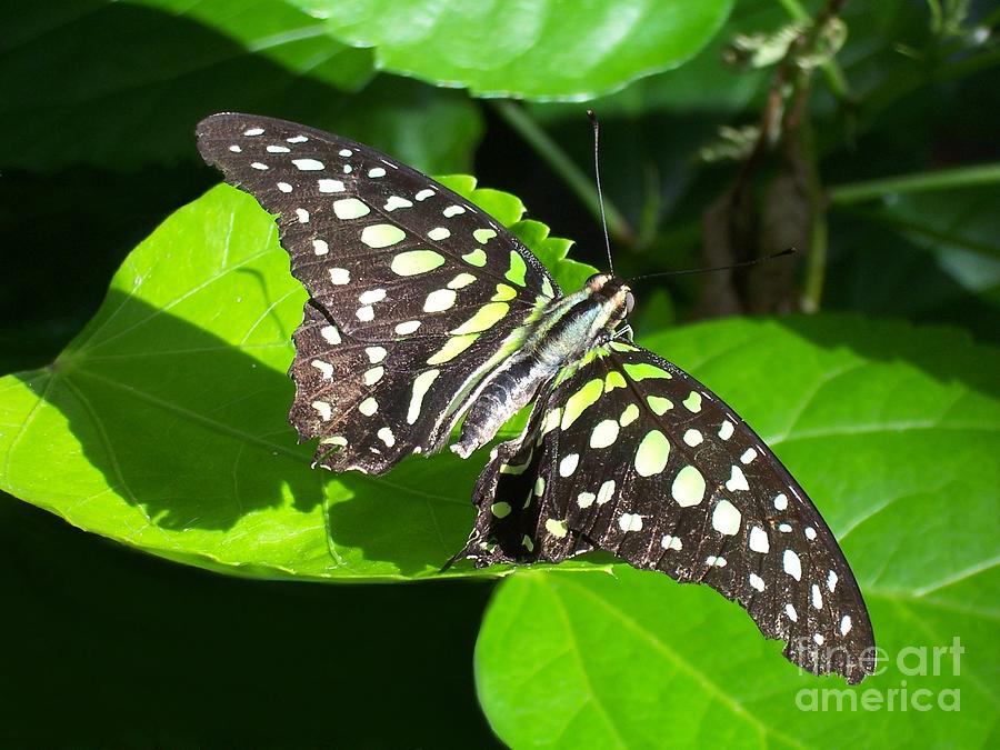 Tailed Jay Butterfly One Photograph by Deb Schense