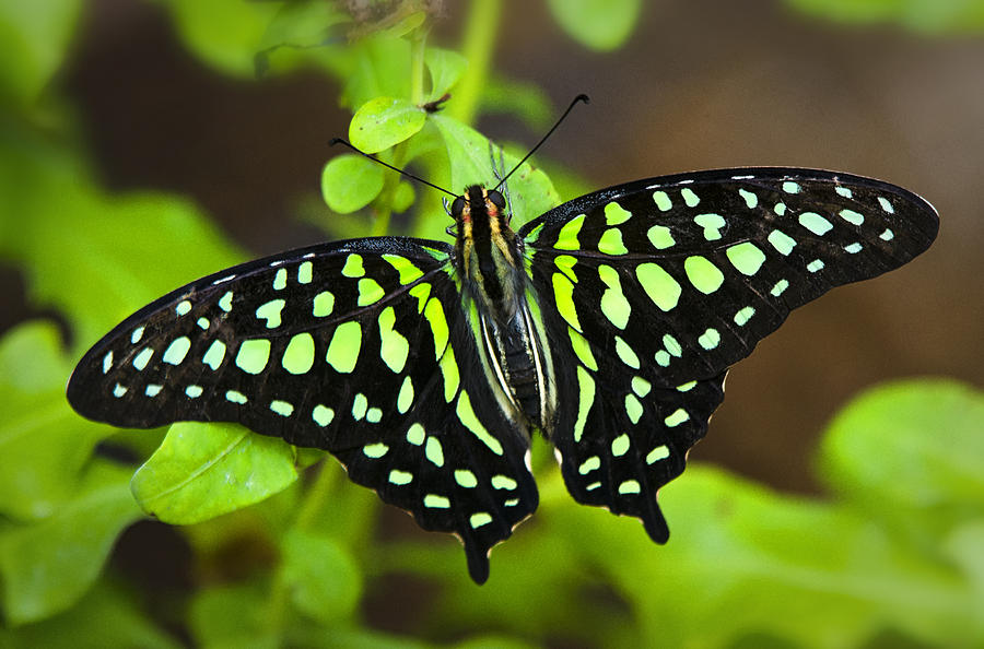 Tailed Jay Butterfly  Photograph by Saija Lehtonen