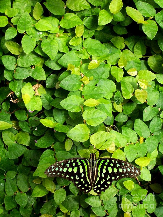 Tailed Jay Butterfly Two Photograph by Deb Schense