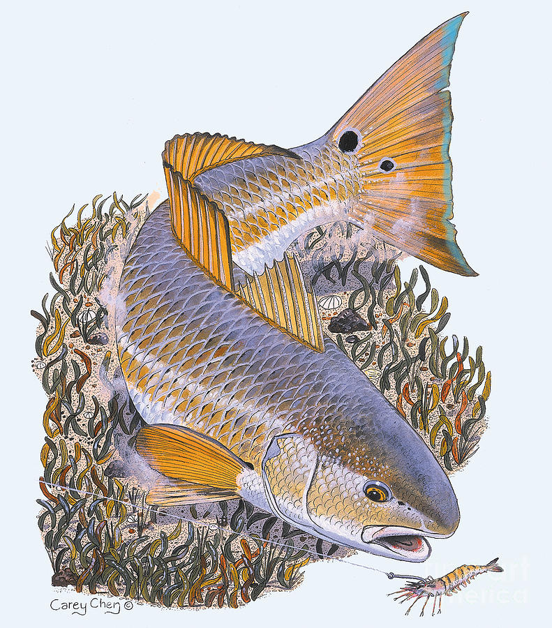 Redfish Painting - Tailing Redfish by Carey Chen