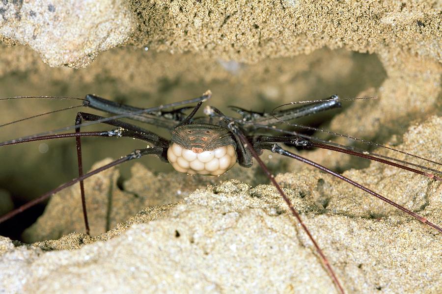 Nature Photograph - Tailless Whip Scorpion by Dr Morley Read/science Photo Library