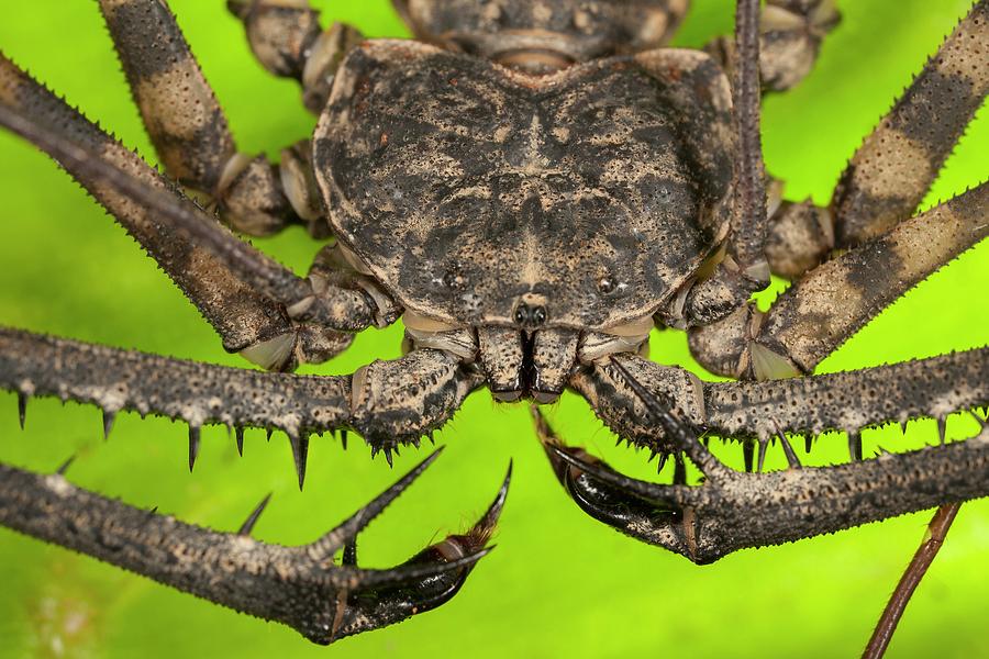 Tailless Whip Scorpion Photograph by Tomasz Litwin/science Photo Library